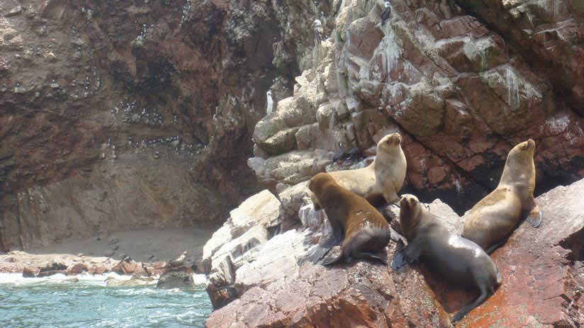 ballestas island trip peru