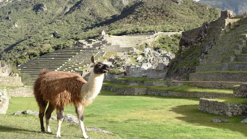 cusco animals peru
