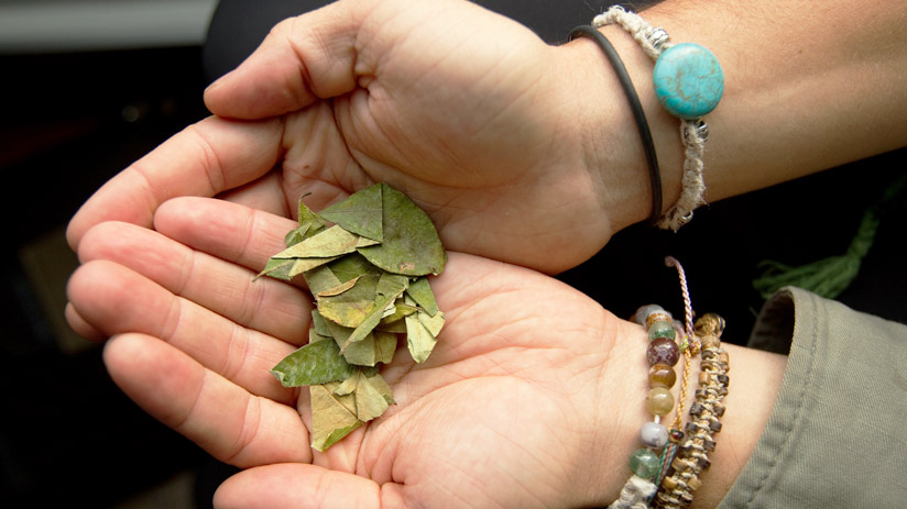 coca leaf tea for altitude sickness