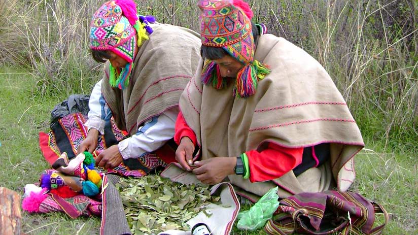 andean coca tea for altitude sickness