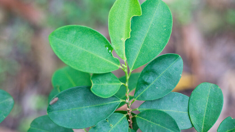 what is the coca leaf