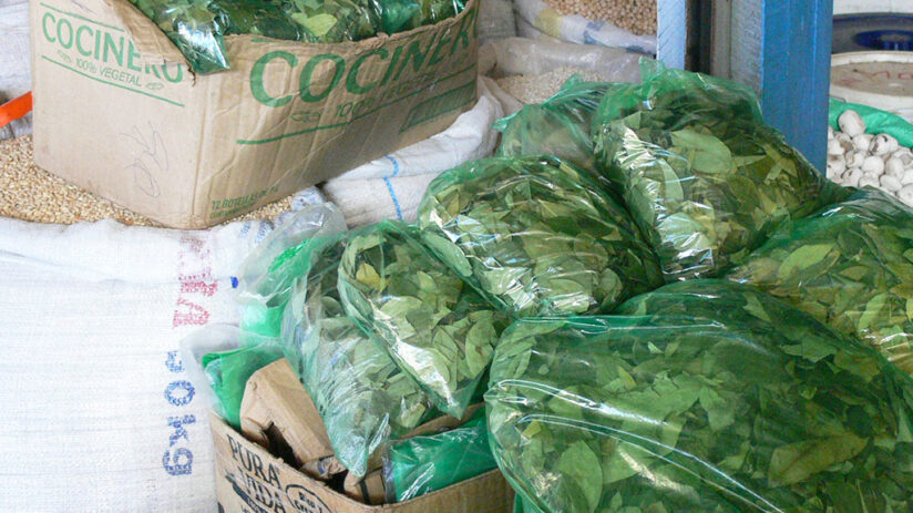 where to find the coca leaf