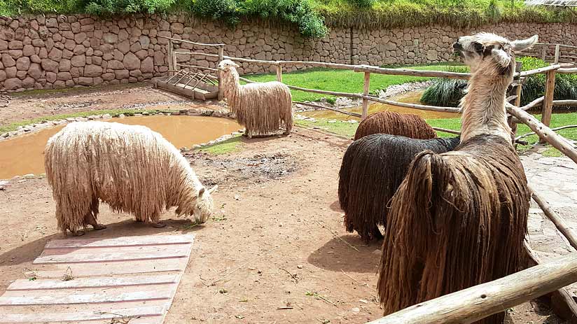 visit awanacancha alpacas