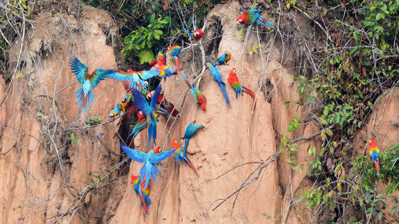 birds in tambopata national reserve