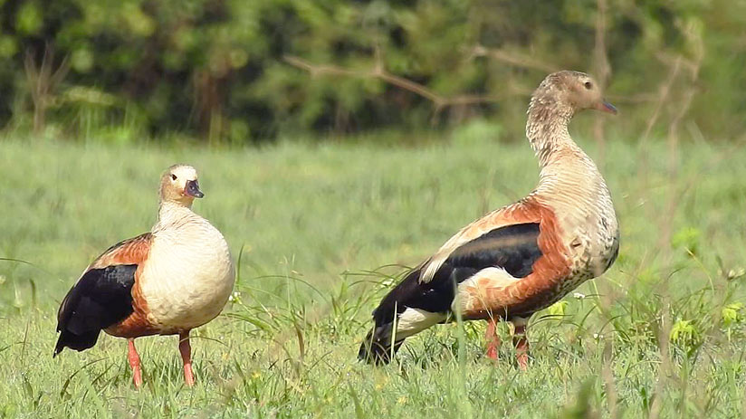 birds tambopata national reserve oricono goose