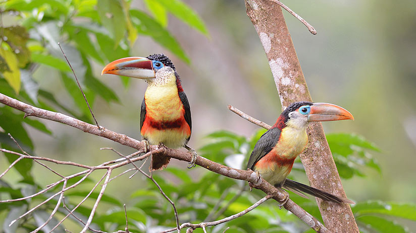 birds tambopata national reserve toucan