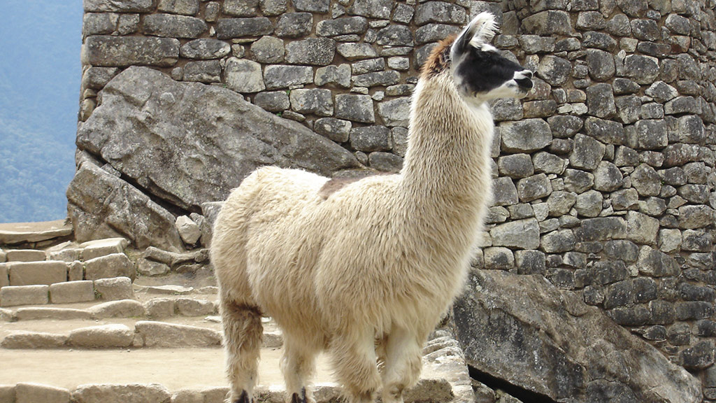 Differences Between Llamas and Alpacas | Blog Machu Travel Peru