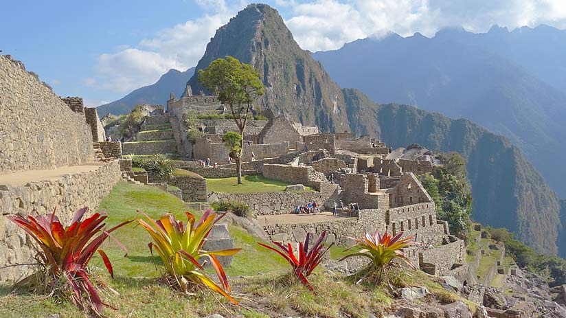 plants machu picchu pictures