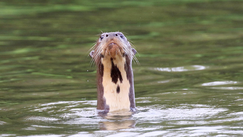 otter in amazon in peru