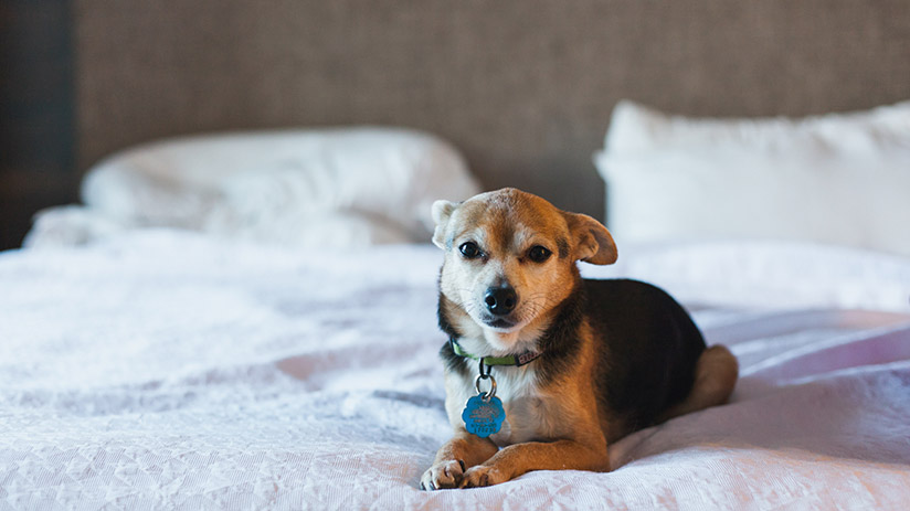 dog in hotel, tours in peru