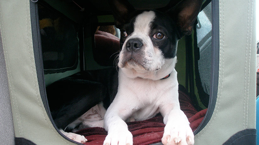 tours in peru with a dog