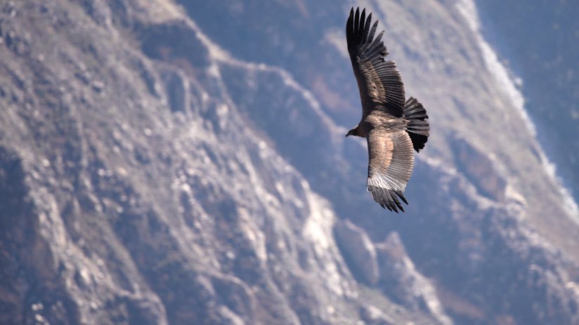 colca canyon flight of the condor