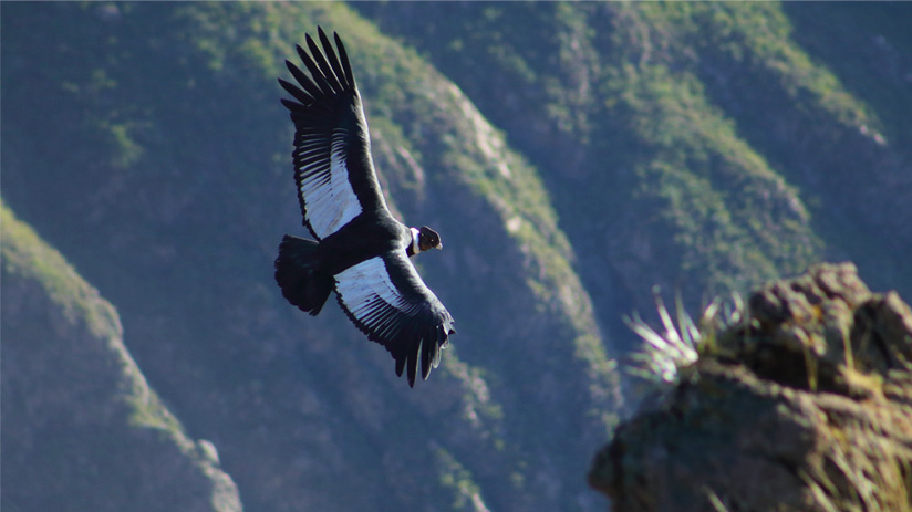 colca canyon condor