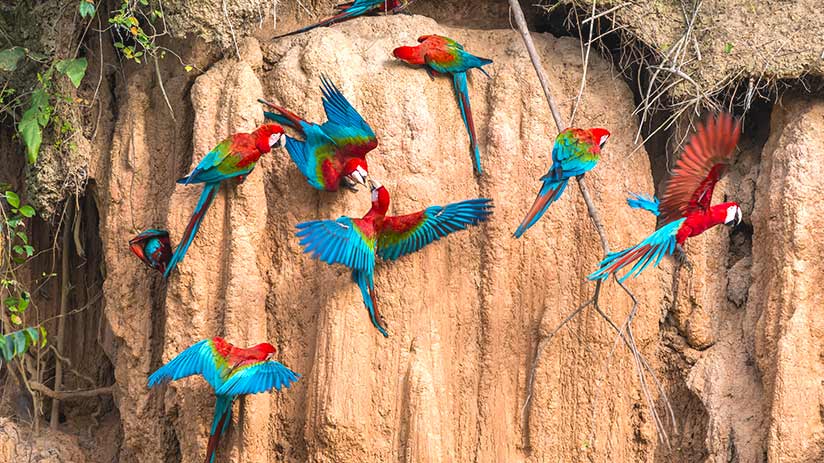 travel to tambopata macaws