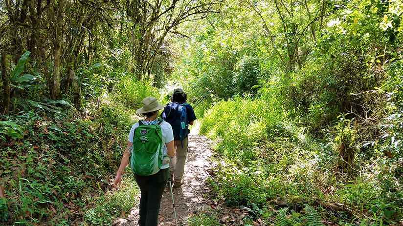 cusco jungle tour