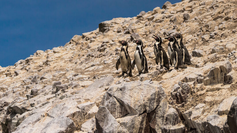 ecotourism in peru ballestas islands