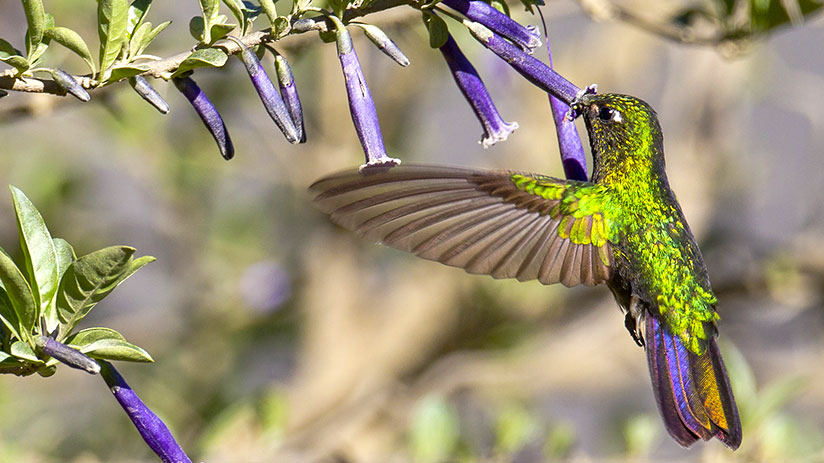 Tourism & Ecotourism in Peru