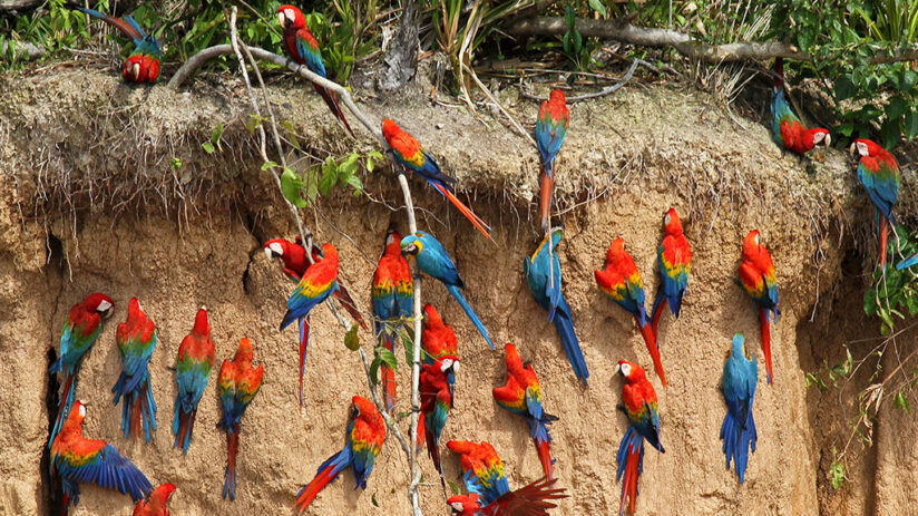 ecotourism in peru tambopata national reserve