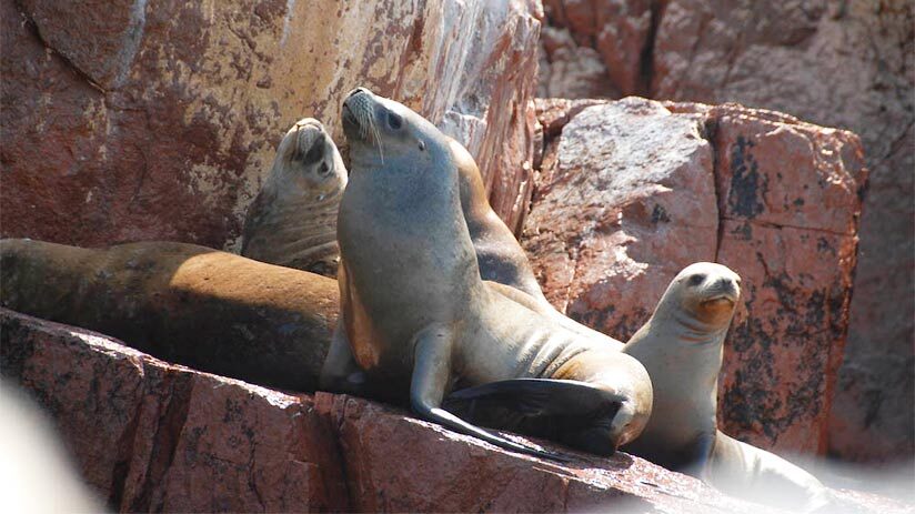 marine adventure in peru