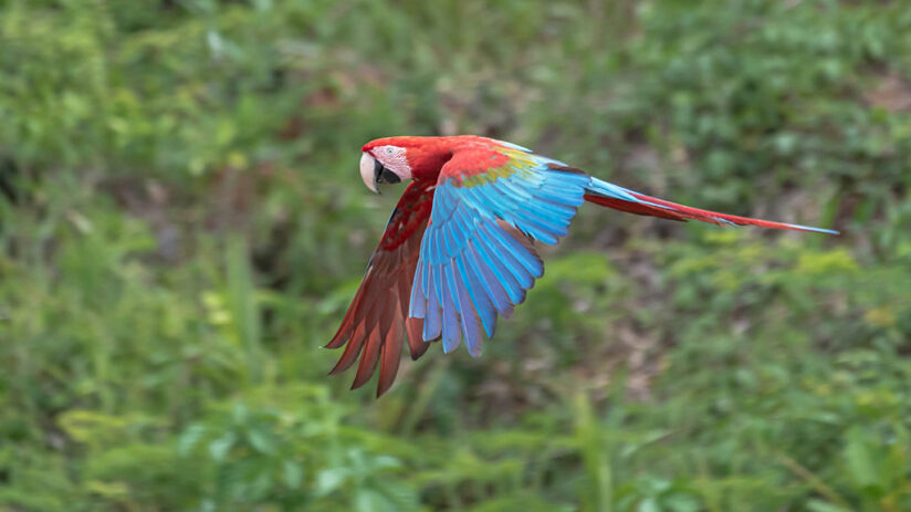 tambopata birds ecotourism in peru