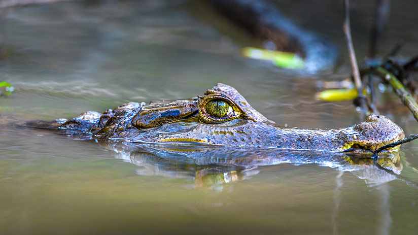 amazon tours from cusco manu national park