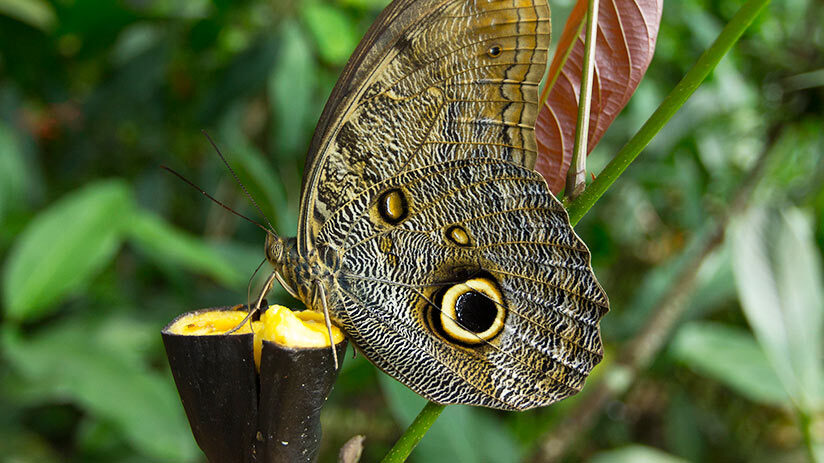 things to do in iquitos butterfly farm