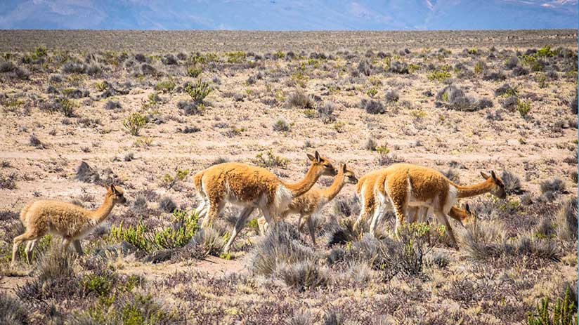 colca canyon tour tips