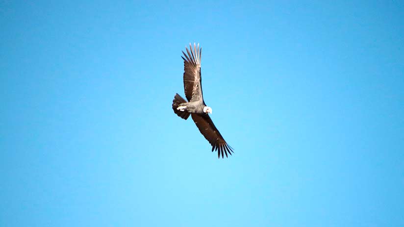 colca canyon tour what to do