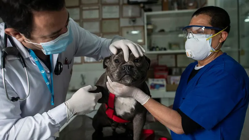 emergency veterinarian service lima