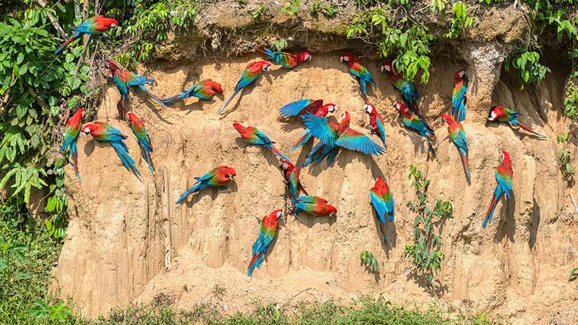 Manu National Park in Peru | Blog Machu Travel Peru