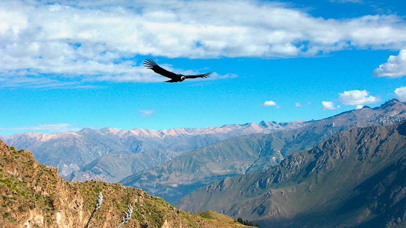 Colca Canyon condors of the andes