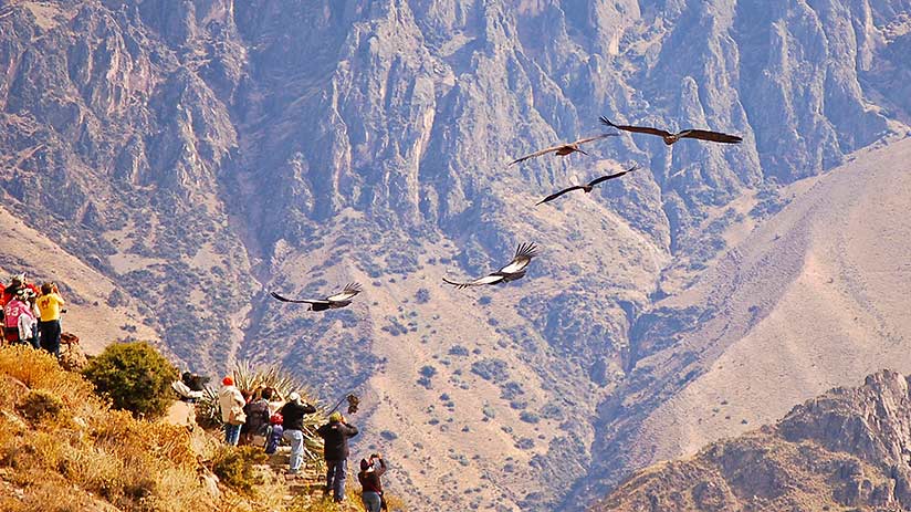 Colca Canyon condors