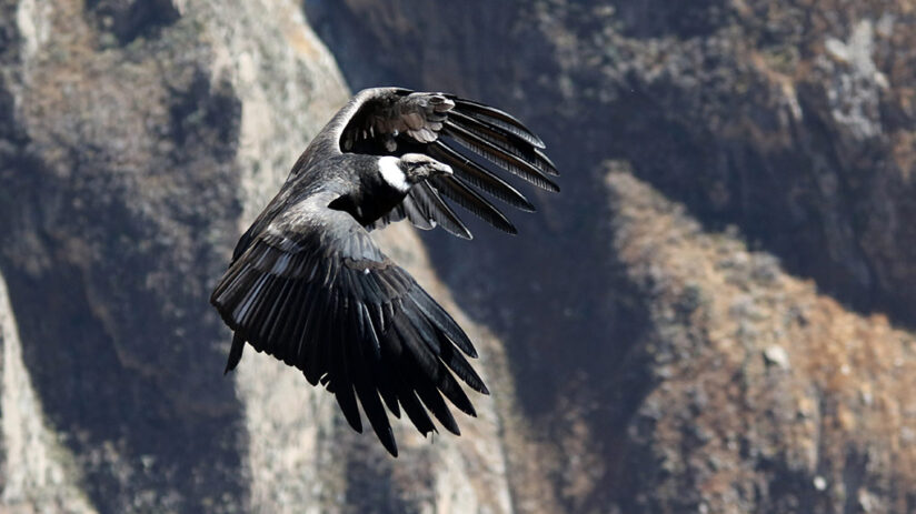 colca canyon condors innate flyer