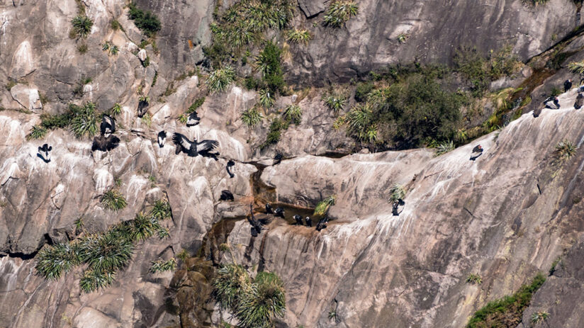 legend of colca canyon condors