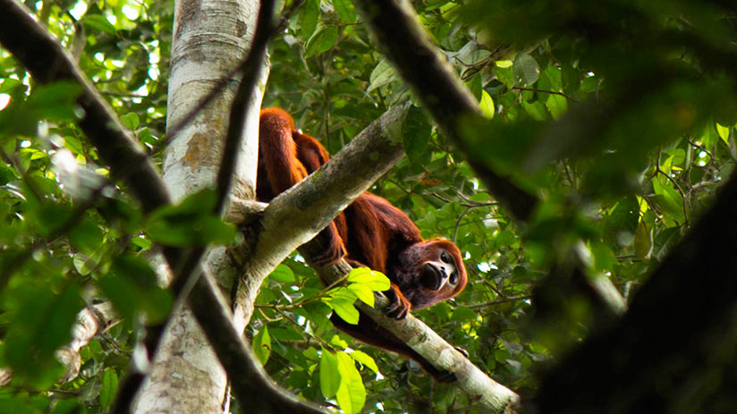 monkey in amazon in peru