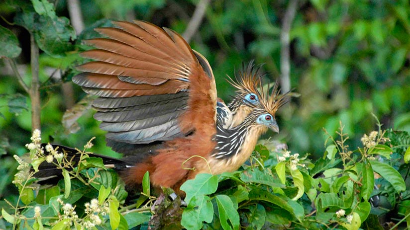 Sandoval lake how to get tambopata