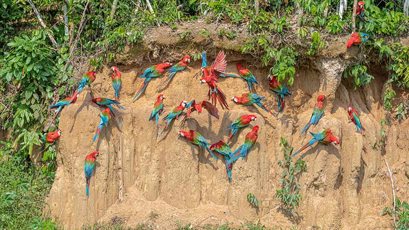 macaw and parrots in amazon in peru 