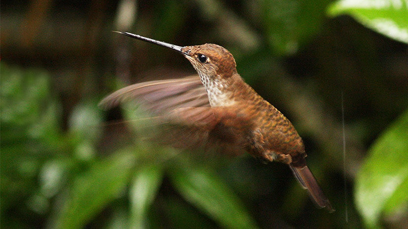 hummingbird-in-gocta-waterfalls