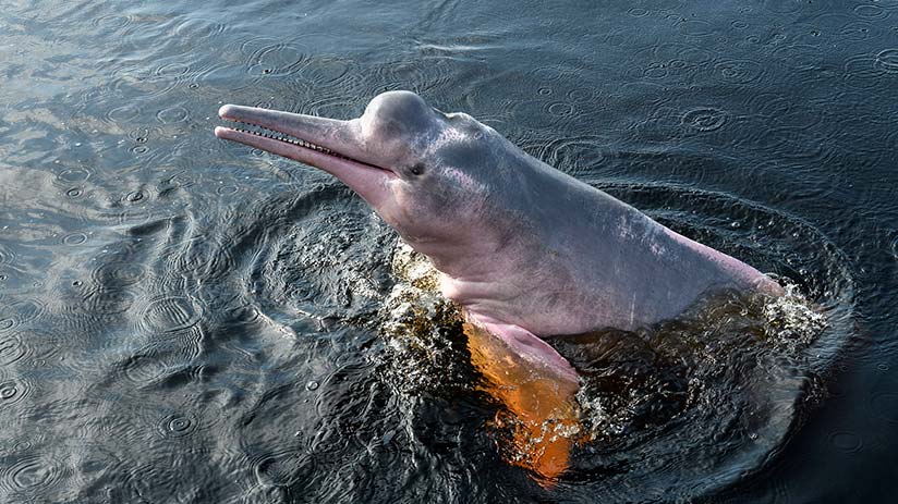 animals of peru amazon river pink dolphin