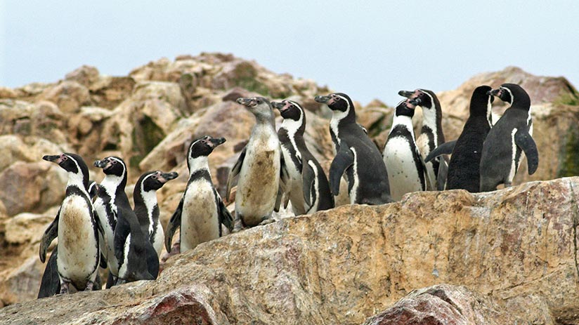 animals of peru humboldt penguin