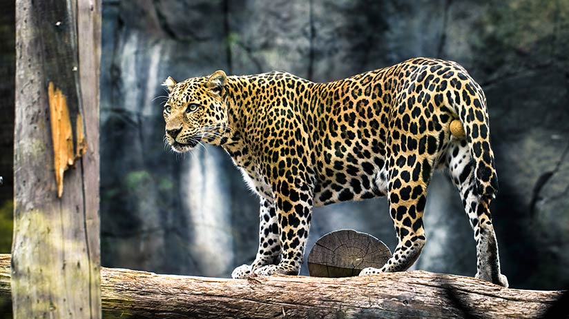 animals of peru jaguar