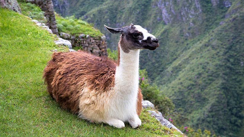 animals of peru llamas and alpacas