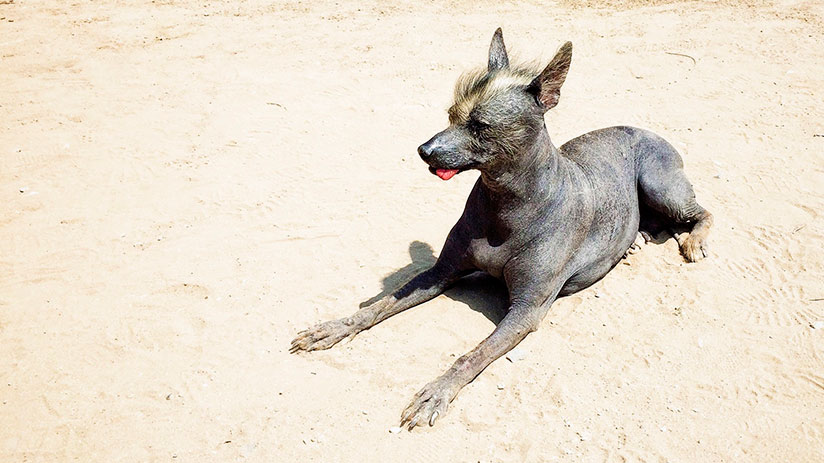 animals of peru peruvian dog