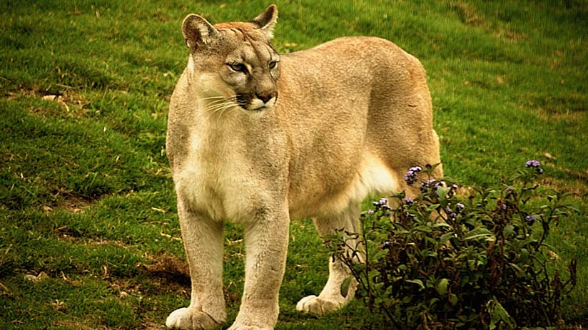 animals of peru puma