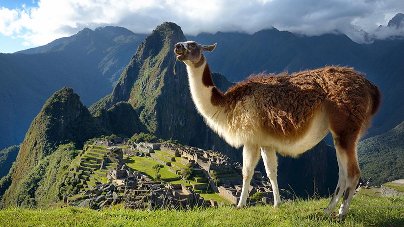 animals of peru