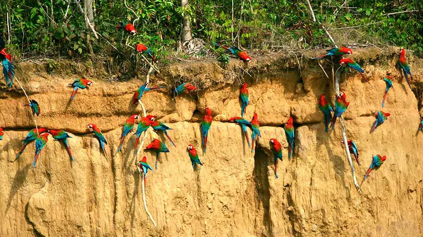 nature reserves in peru manu national park