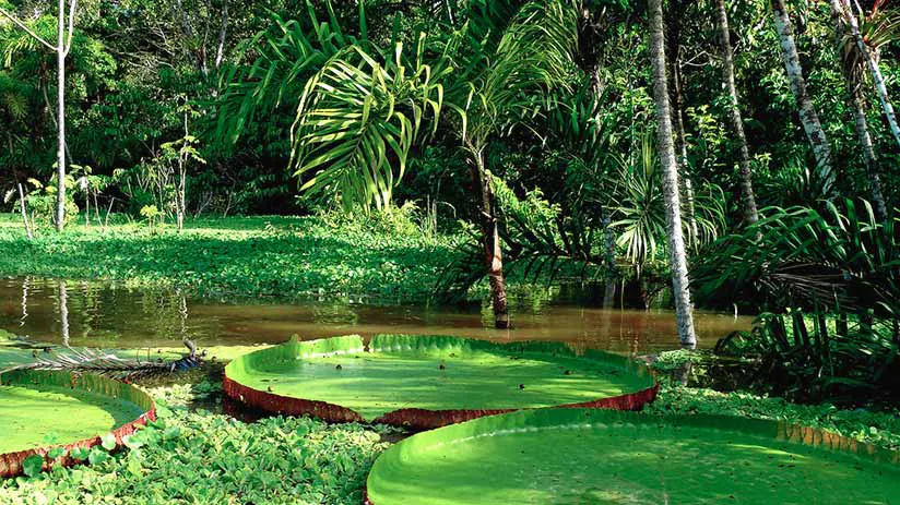 nature reserves in peru tambopata