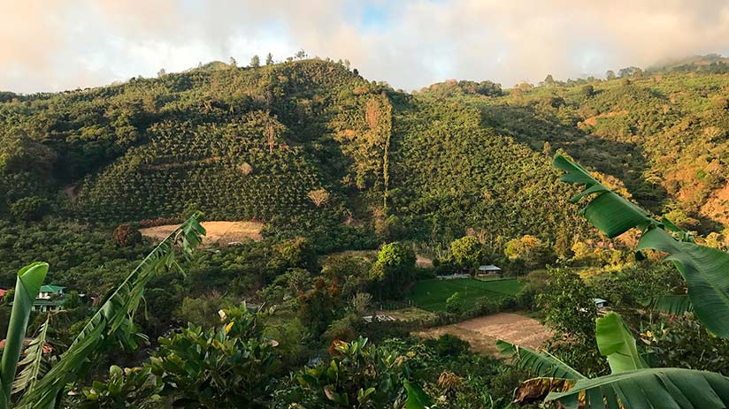 peruvian coffee growing regions