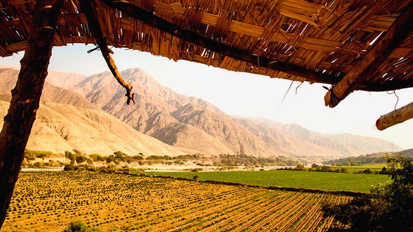 peruvian wine first vineyard