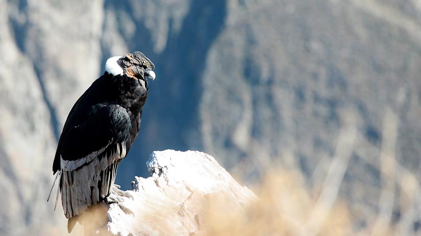 andean condor in the colca canyon